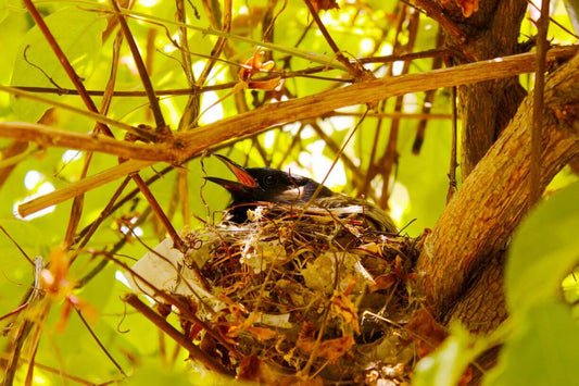 How to Keep Birds Off Outdoor Security Camera?